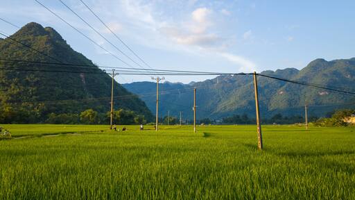 Electric poles and wires stretch across lush green rice paddies with forested mountains in the background under a bright blue sky. Late afternoon sunlight enhances the vivid landscape and rural