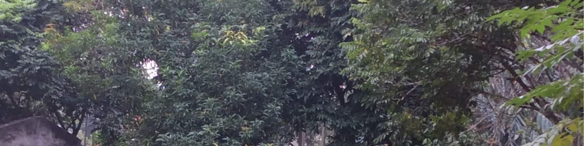 Buffaloes are a part of everyday life in rural Vietnam. Due to the way the land has been split 'communally', machinery cannot be used on the fields here. This was taken during a visit to the countryside with microfinance charity Bloom Microventures - get a look at Vietnam beyond the tourist trail and help people in this rural area with a day trip from Hanoi.