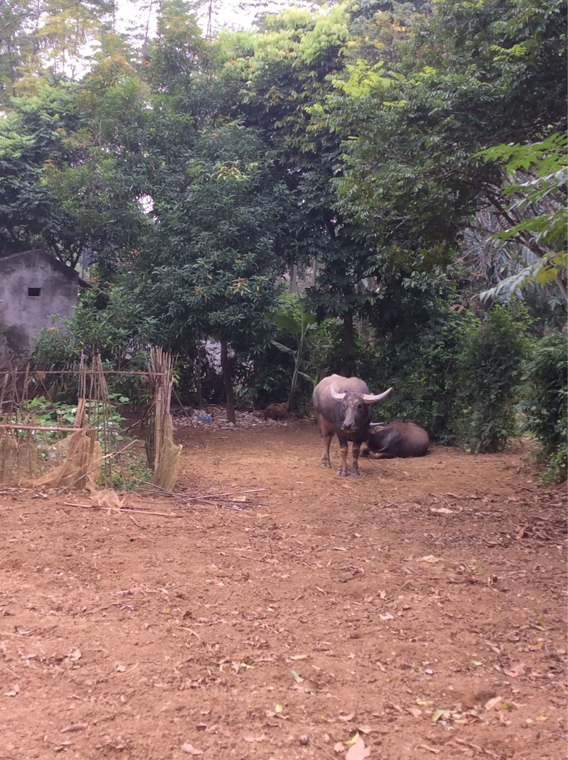 A dirt path with a bull standing and a bull lying down, surrounded by dense foliage and a small building.