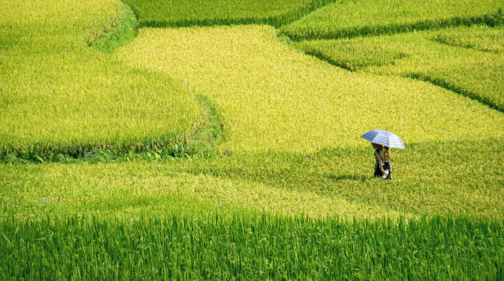 A woman carries her baby across a rice field ready to be harvested, in the district of Son La, Vietnam.