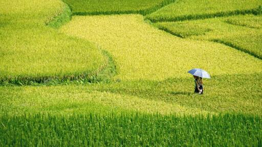 A woman carries her baby across a rice field ready to be harvested, in the district of Son La, Vietnam.