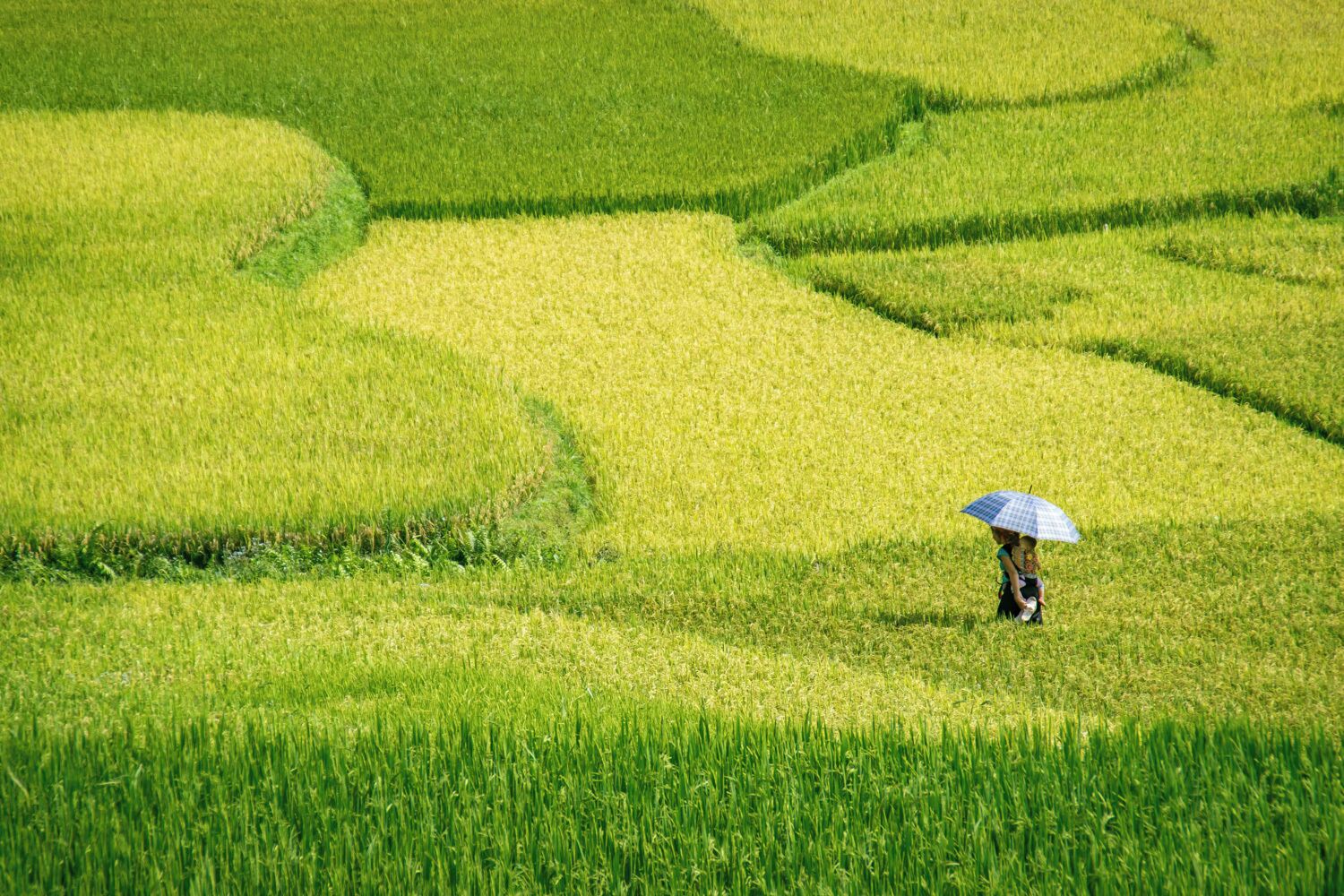 A person with a blue umbrella in a rice field.