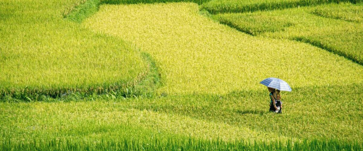 A person with a blue umbrella in a rice field.
