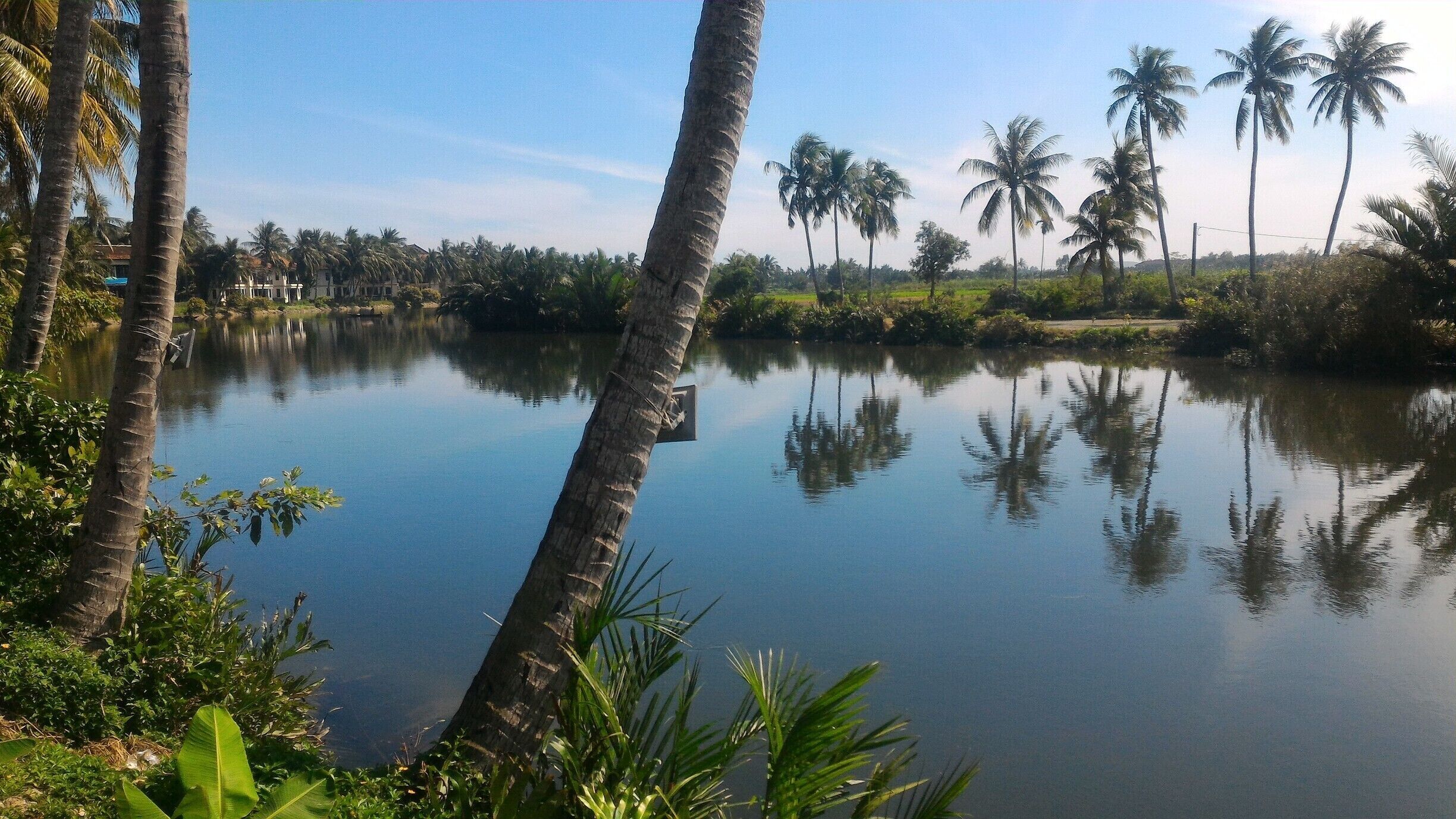 A calm lake surrounded by palm trees and greenery.