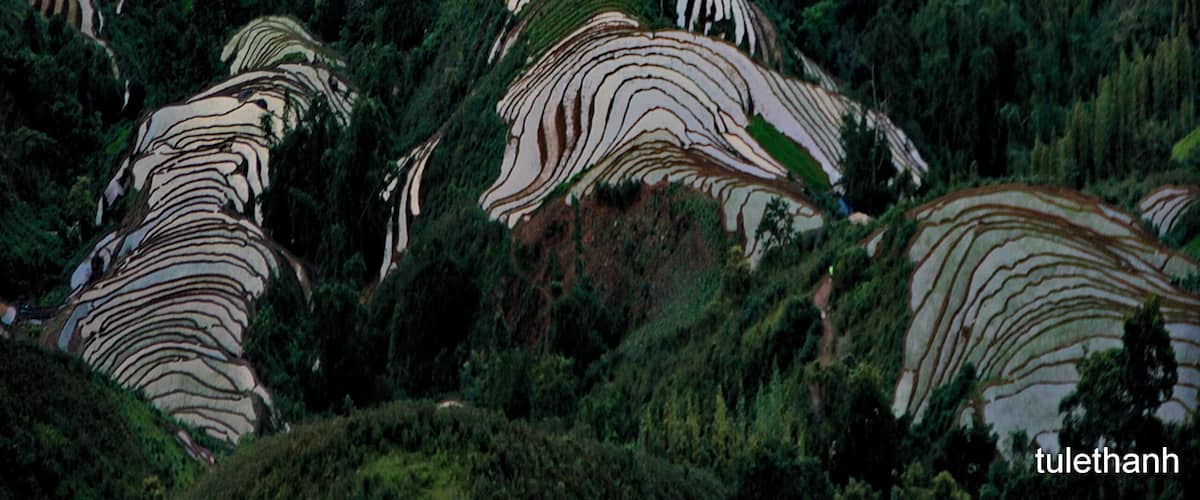 Terraced rice fields in a hilly landscape.