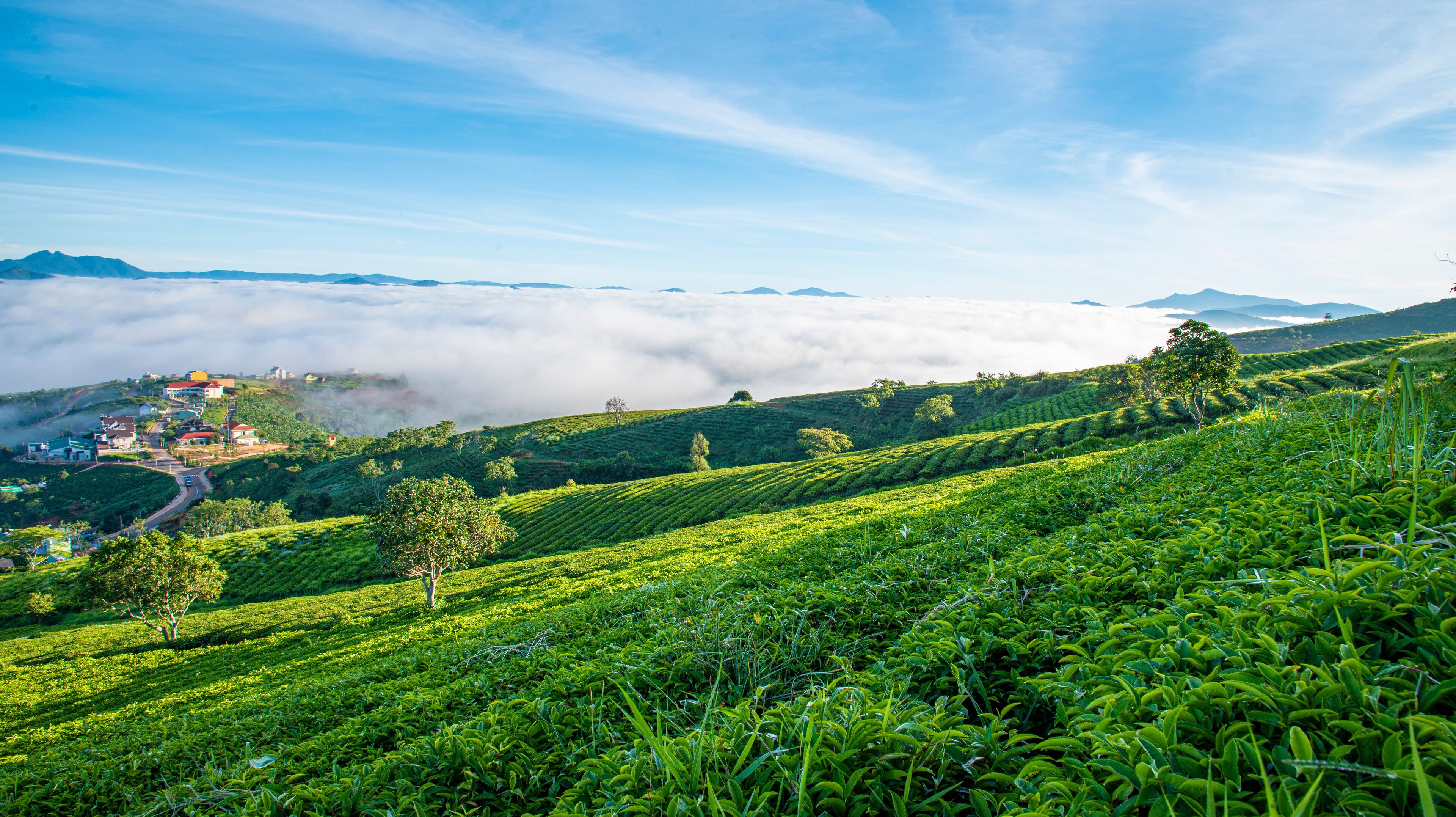 Beautiful highland tea plantations in Cau Dat at Lam Dong province. This is one of the famous tourist attraction at Da Lat, Viet Nam.