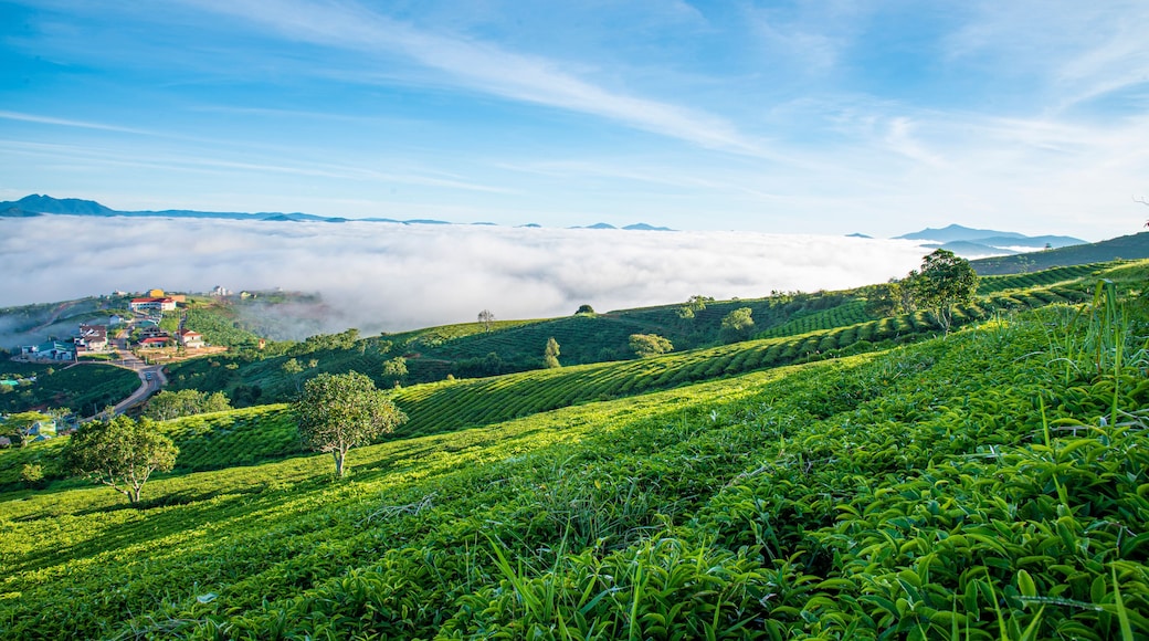 Beautiful highland tea plantations in Cau Dat at Lam Dong province. This is one of the famous tourist attraction at Da Lat, Viet Nam.