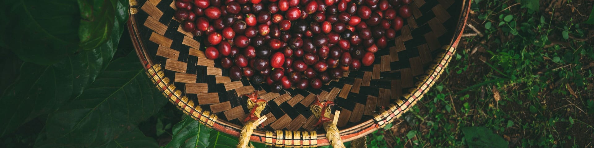 Vietnamese ethnic farmers working on coffee plantation in Central Highlands