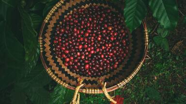 Vietnamese ethnic farmers working on coffee plantation in Central Highlands