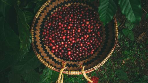 ๋๋กฑ ๋นก