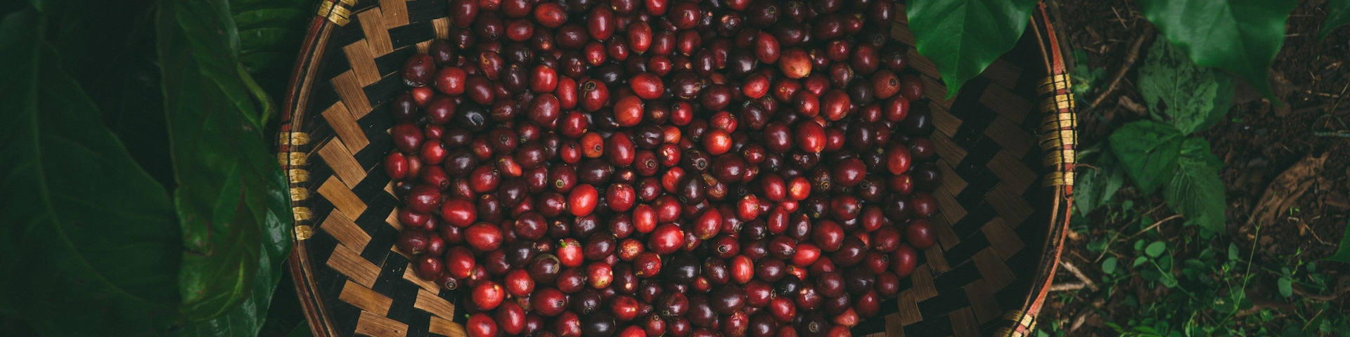 Vietnamese ethnic farmers working on coffee plantation in Central Highlands