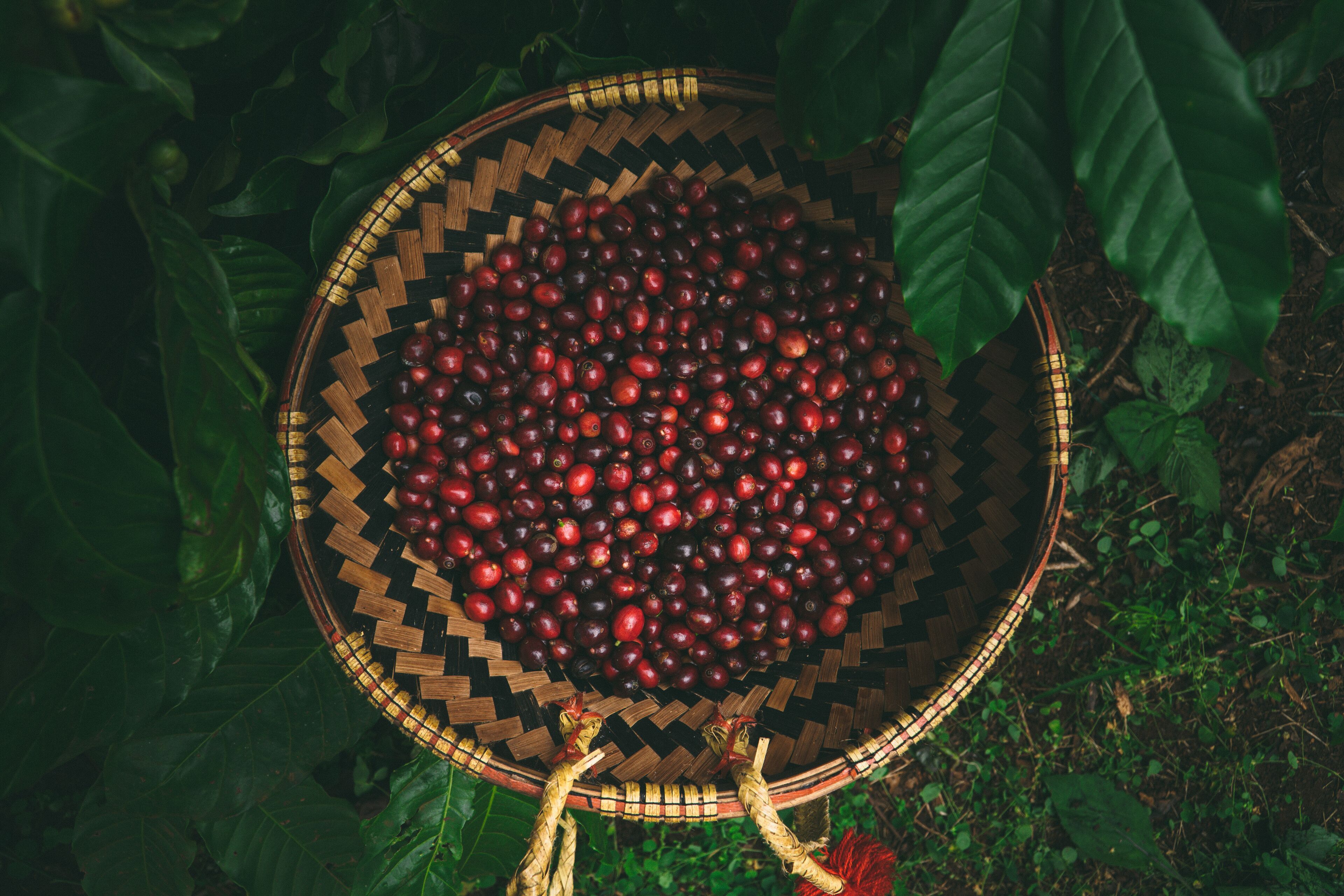 A woven basket filled with red cherries surrounded by green foliage.