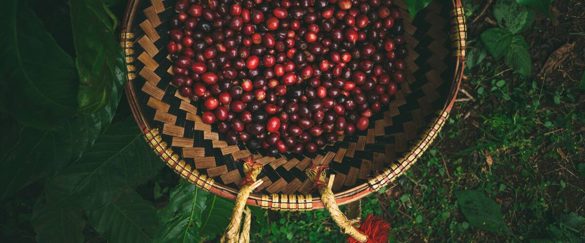 A woven basket filled with red cherries surrounded by green foliage.