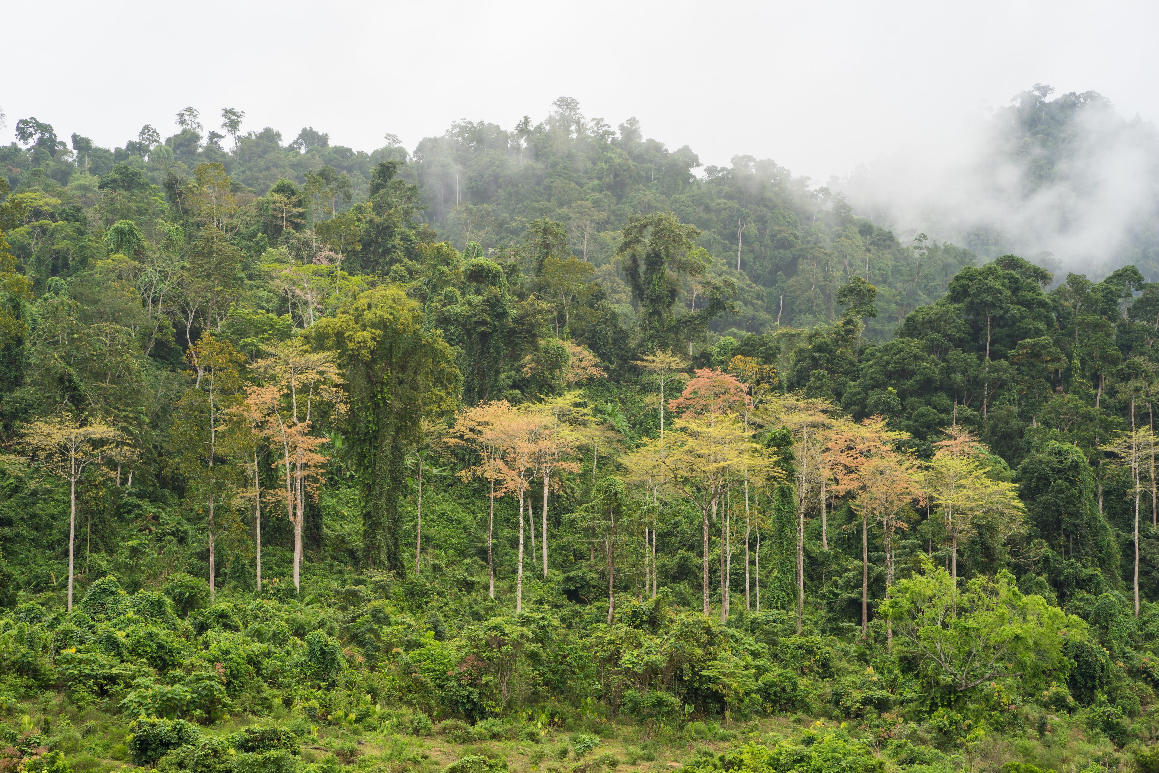 Forest hill with yellow tree among green tree with low clouds in Tay Nguyen, central highlands of Vietnam