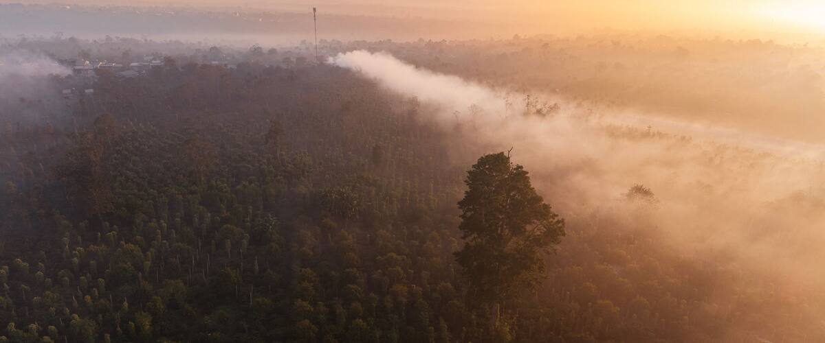 A forested landscape with a clear sky and a distant tower.