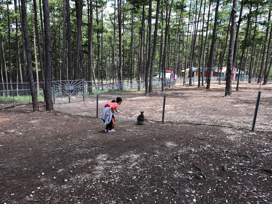 Real kanguru zoo