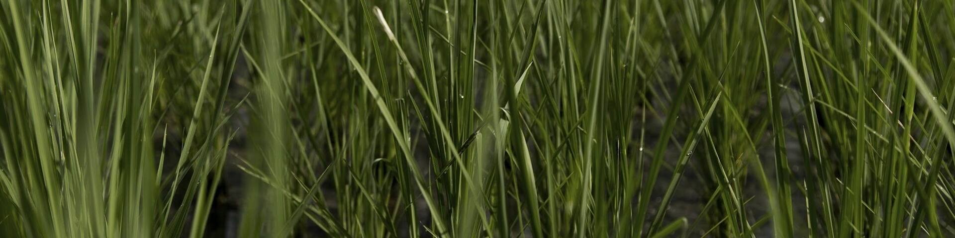 Rice fields in Bac Khan province in Northern Vietnam. Do I spell it like that? Beautiful area!!! Worth a drive through! And a well deserved break at Ba Be Lake. #colorful #green