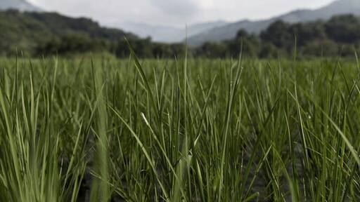 Rice fields in Bac Khan province in Northern Vietnam. Do I spell it like that? Beautiful area!!! Worth a drive through! And a well deserved break at Ba Be Lake. #colorful #green