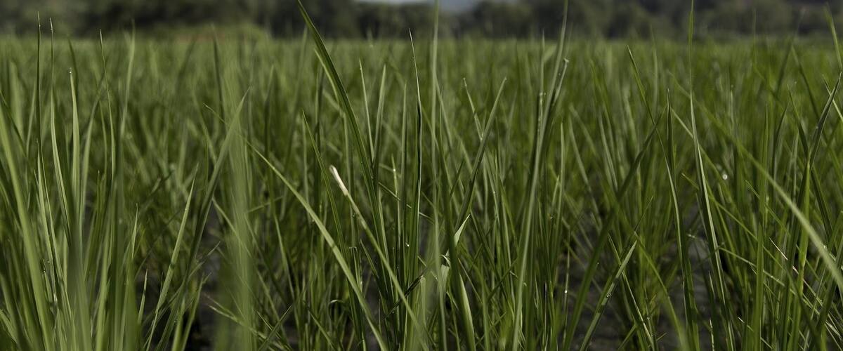A field of tall green grass with mountains in the background.