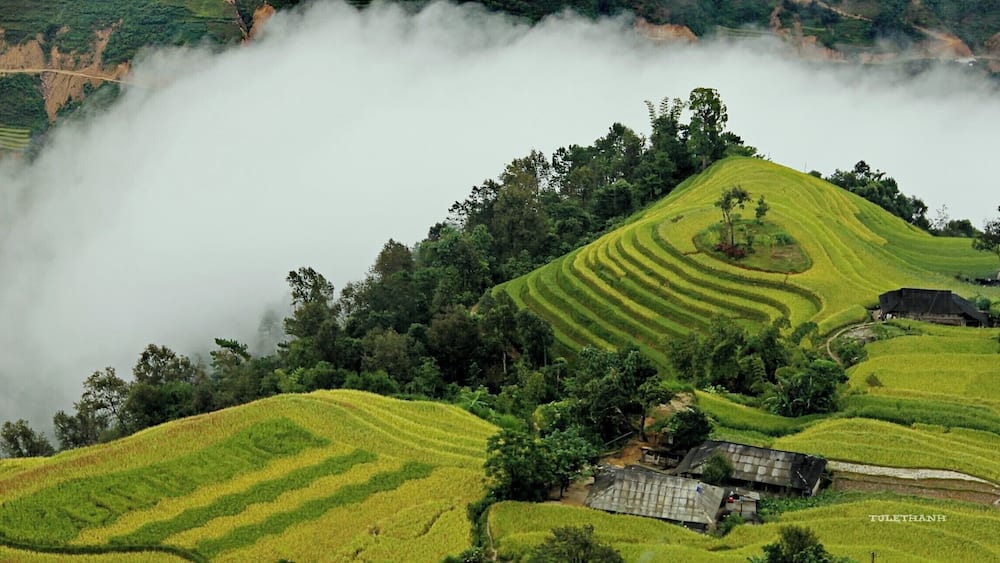 LÚA Ở BẢN PHÙNG