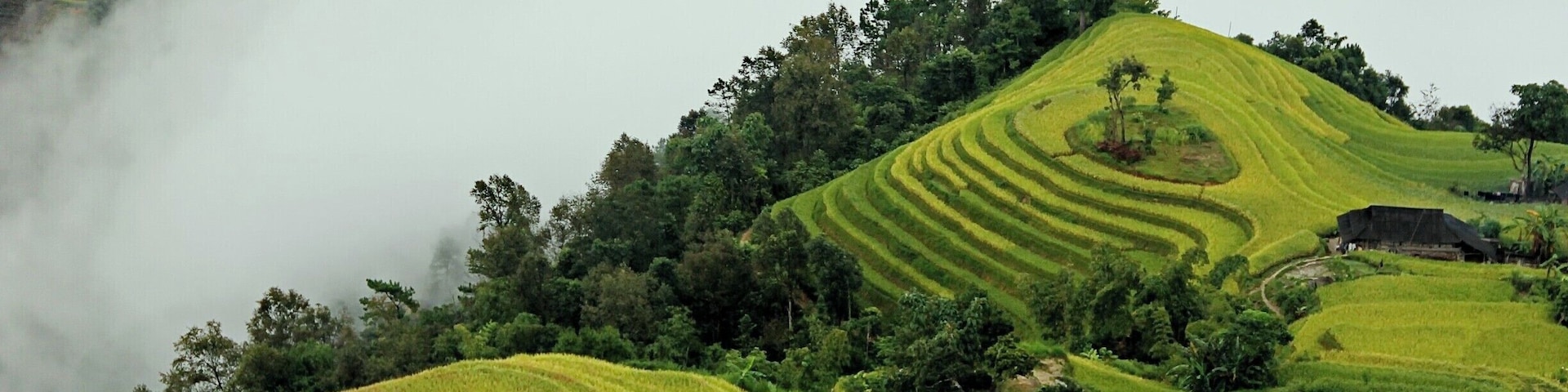 LÚA Ở BẢN PHÙNG