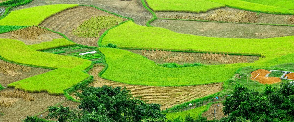 Terraced rice fields with a winding path and a small water body.