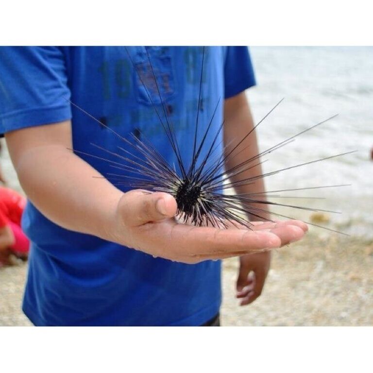 Sea urchin fresh from the sea at liloan bridge