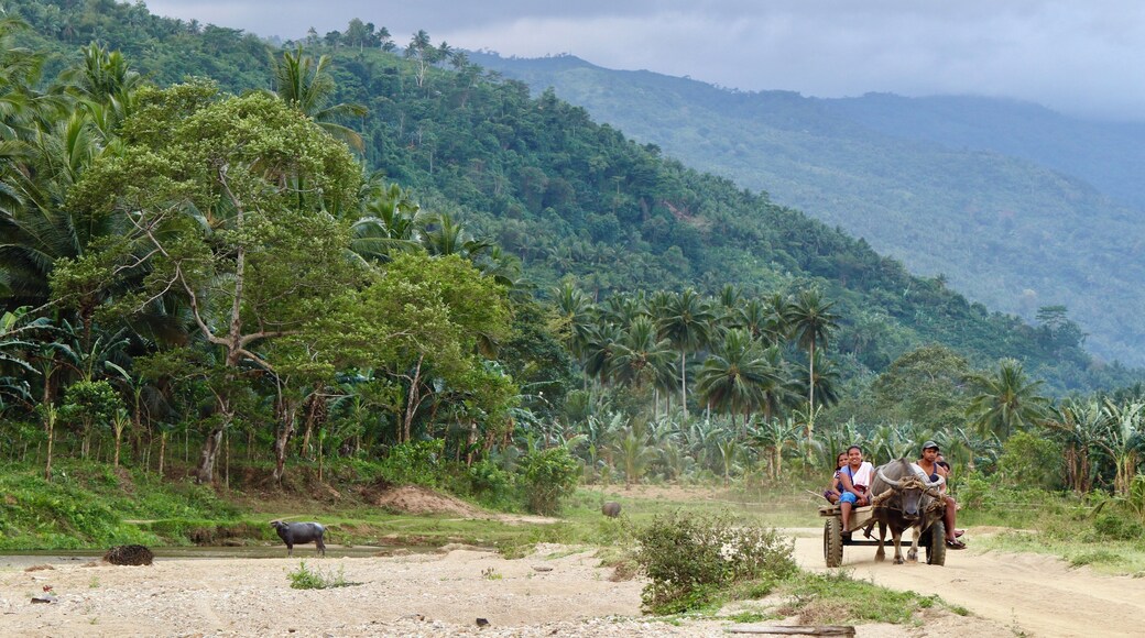 Locals riding carabao to transport themselves from the farm all the way to their houses. #OnTheRoad