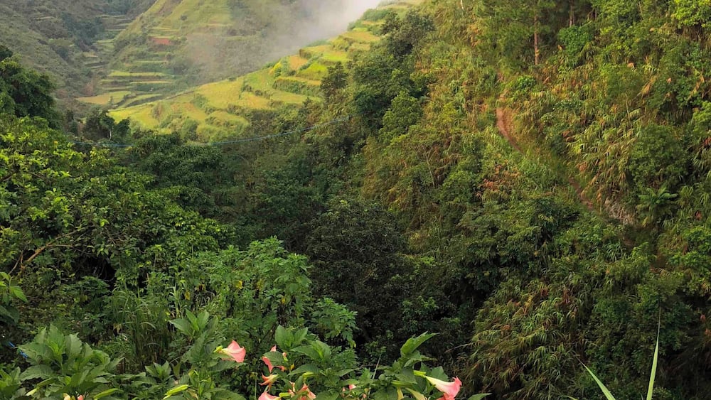 A lush green valley with terraced fields and a dense forest.