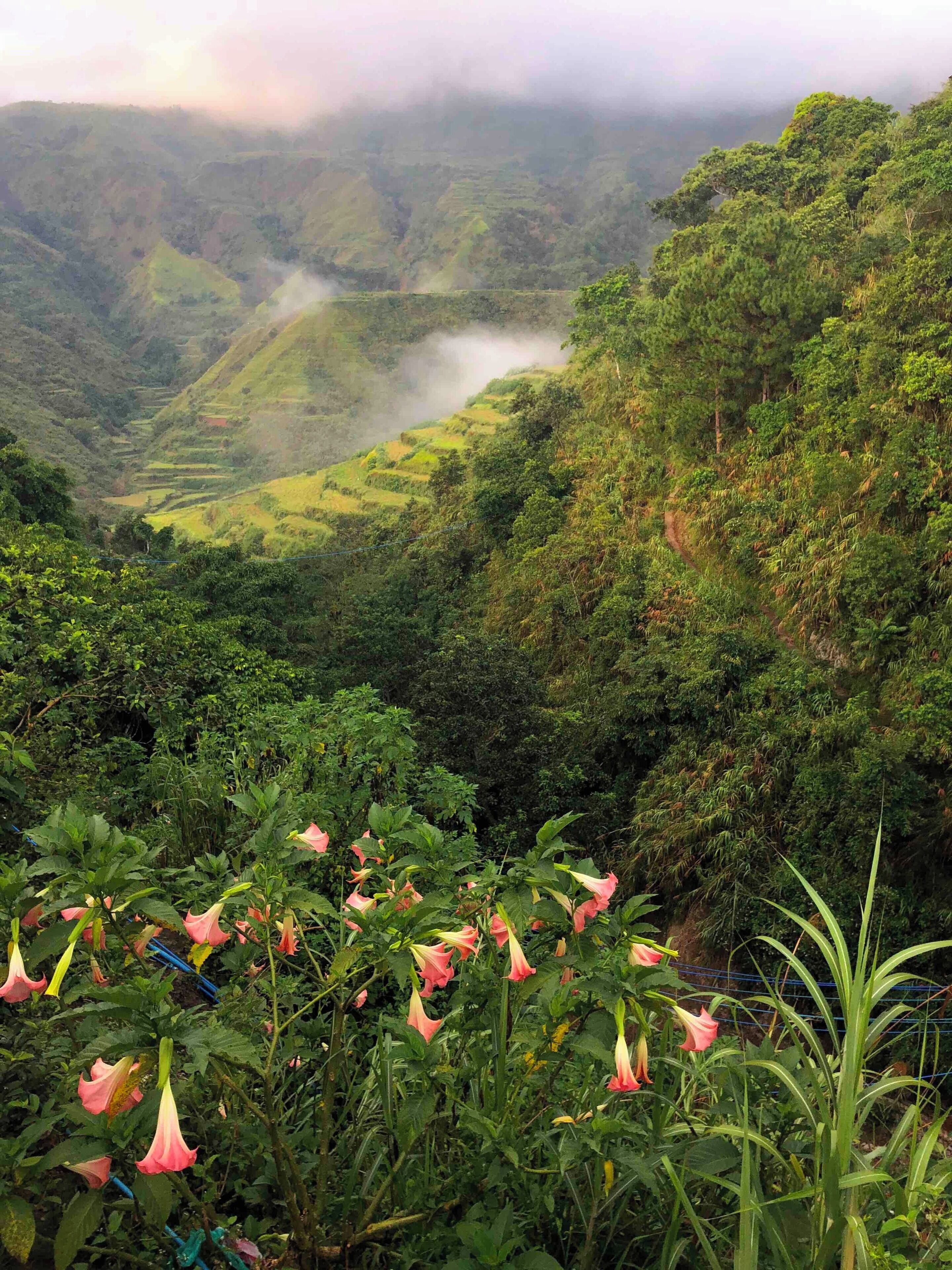 A lush green valley with terraced fields and a dense forest.