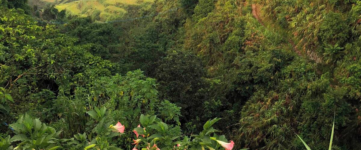 A lush green valley with terraced fields and a dense forest.