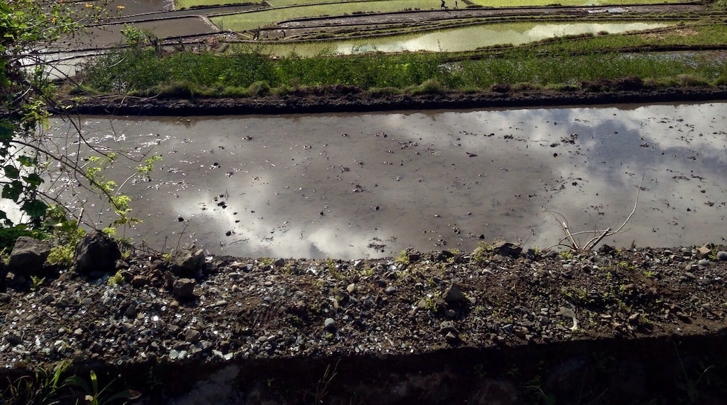 On the way to the tribes of Kalinga last week, these were some of the breathtaking scenes I had l while driving on narrow one lane dirt roads along the high mountains edge.
it was absolutely breathtaking.
#roadtrip