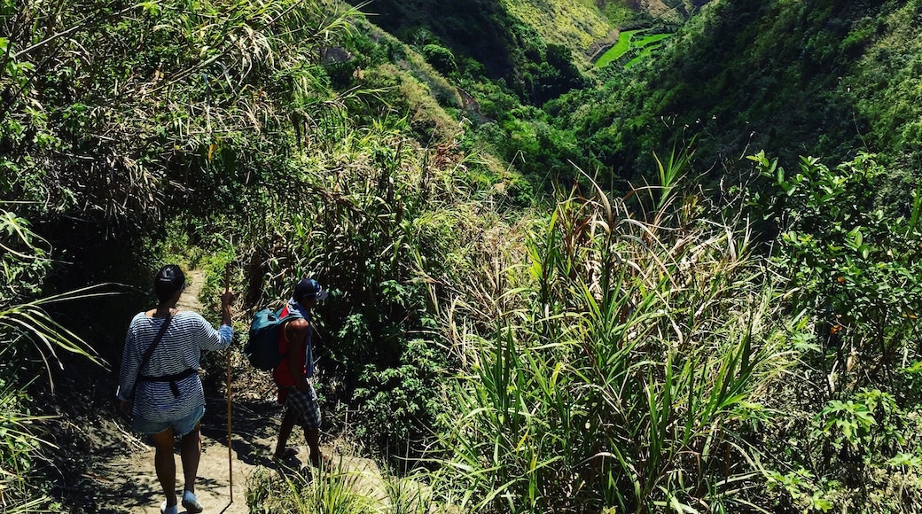 Having taken two buses, and numerous motorbikes, we then had a one hour trek through mountainsides and rice terraces to find the fabled tribal tatoooist; Whang Od. The last mamabatok tattoo artist in the Philippines.