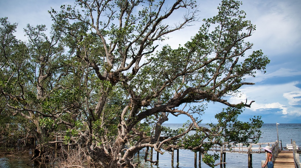 The mysterious Katunggan Mahinog mangrove park looking at an asian girl, Camiguin, Philippines