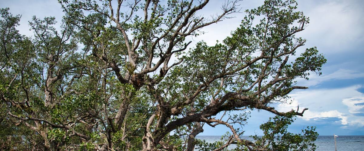 The mysterious Katunggan Mahinog mangrove park looking at an asian girl, Camiguin, Philippines