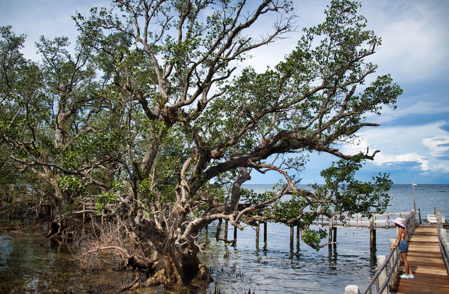 The mysterious Katunggan Mahinog mangrove park looking at an asian girl, Camiguin, Philippines