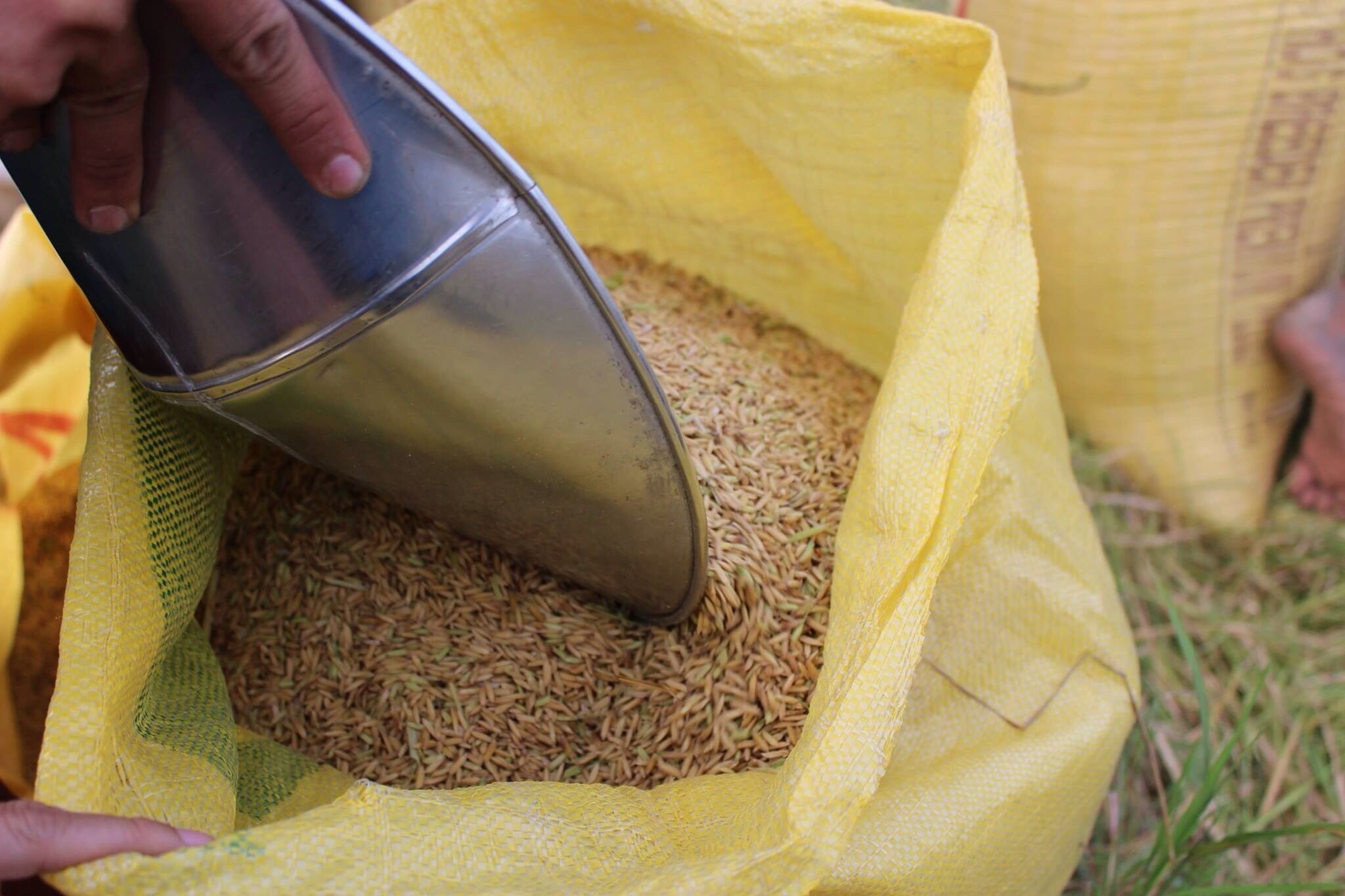 Rice the staple food of the Filipinos a meal isn't complete without it, it may be in a mansion or in a nipa hut it is always present to satisfy the hungry stomach