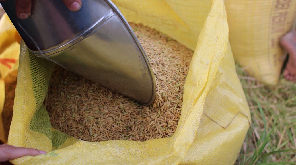 Rice the staple food of the Filipinos a meal isn't complete without it, it may be in a mansion or in a nipa hut it is always present to satisfy the hungry stomach