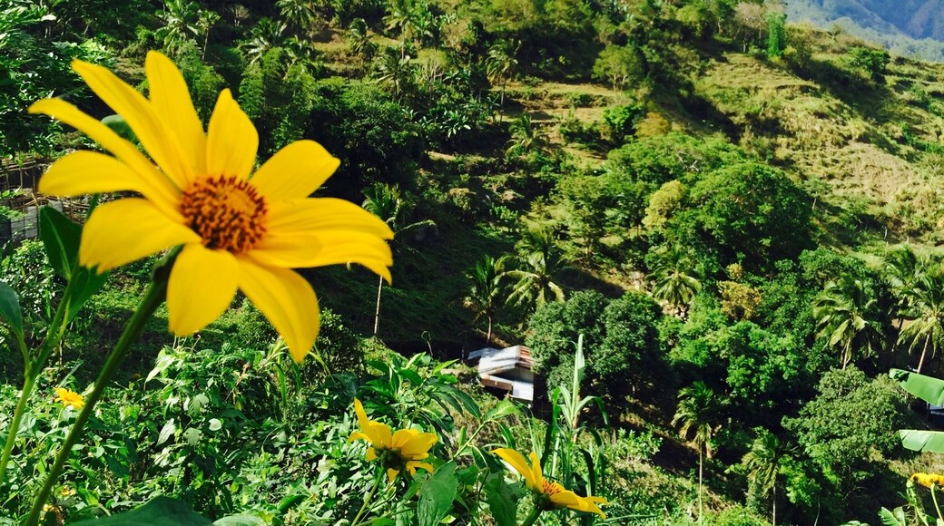 Bucari, Leon, Iloilo, Philippines.