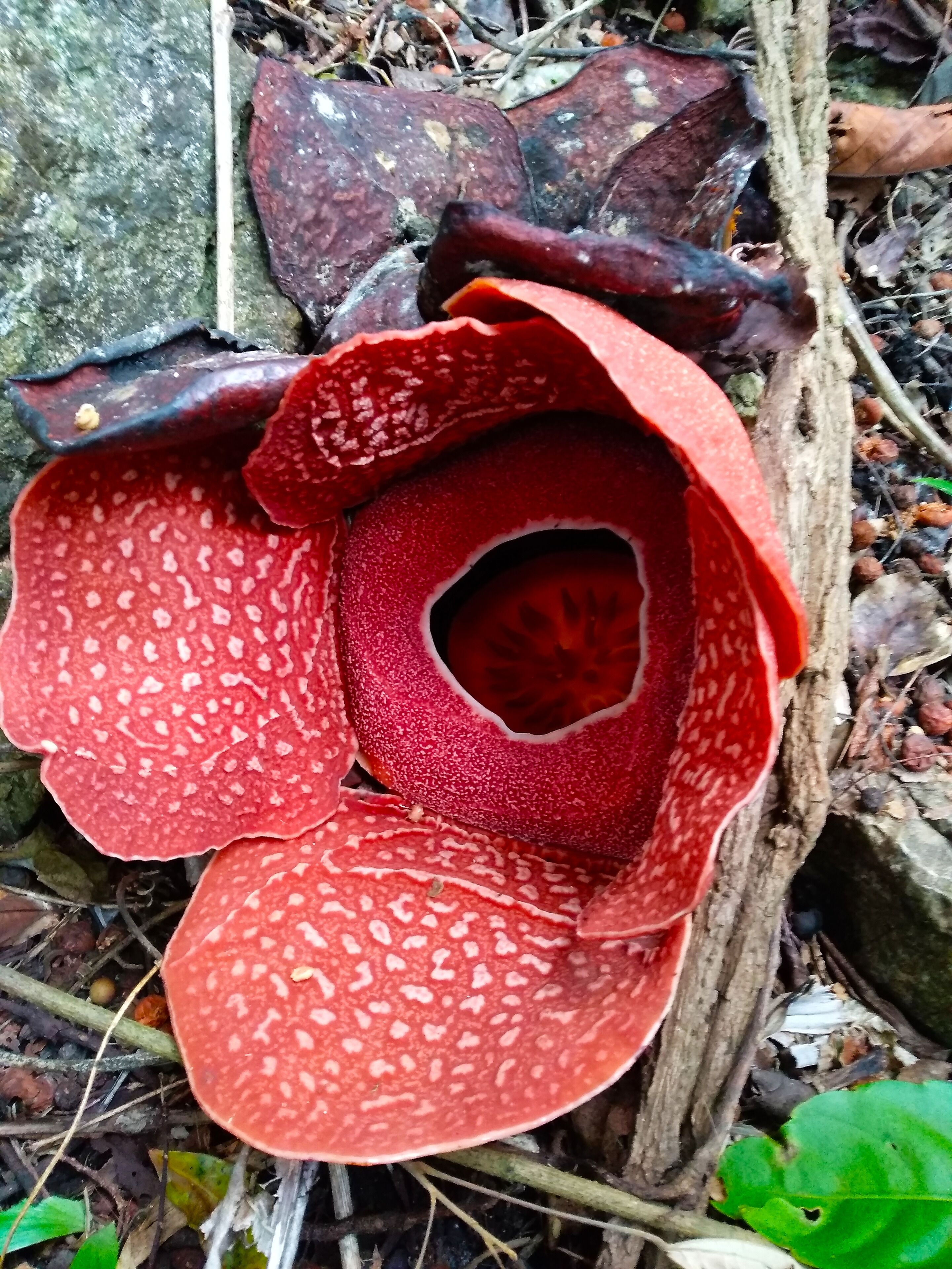 RAFFLESIA- the flower with the largest bloom in the world . 💚