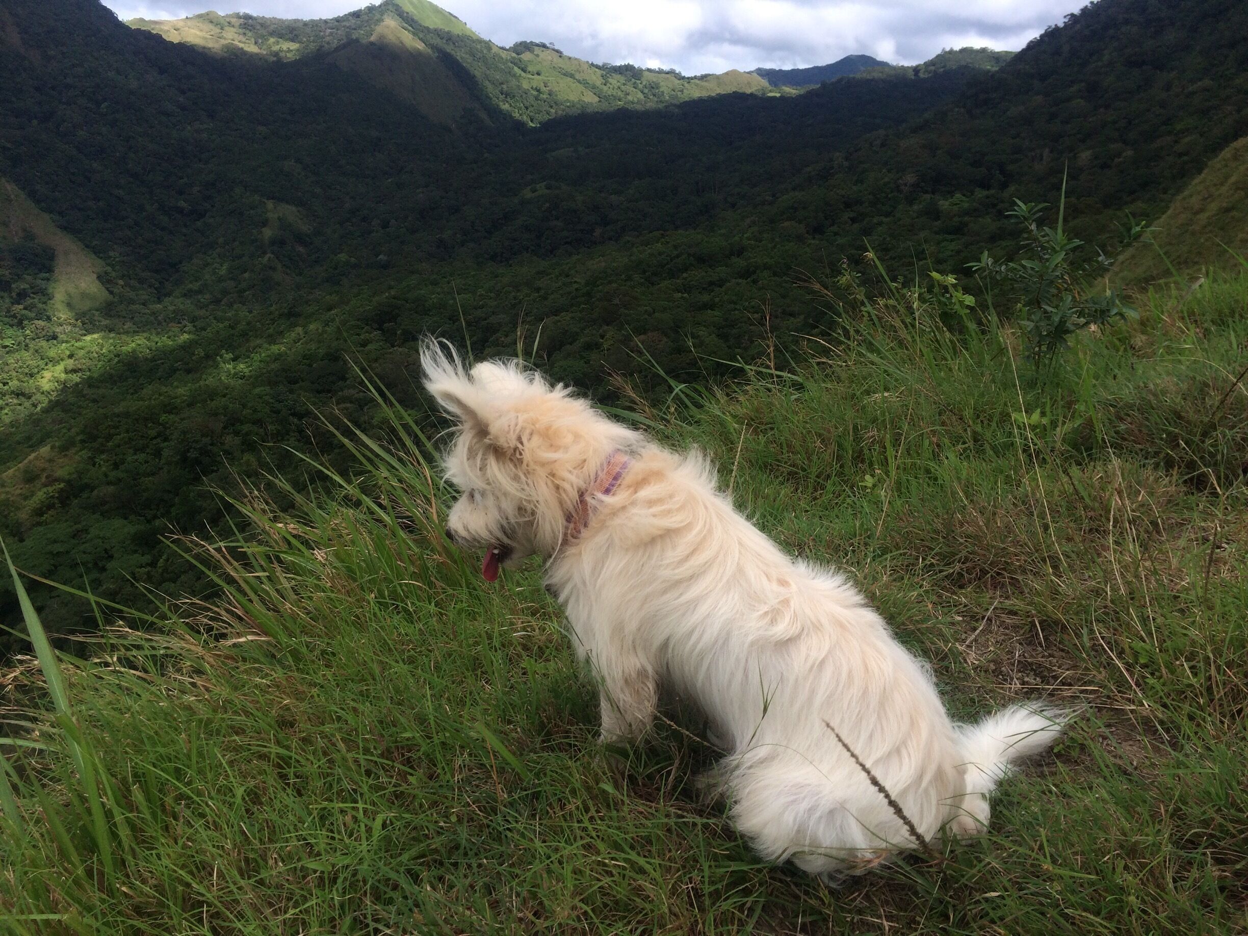 Dash the mountain guide dog