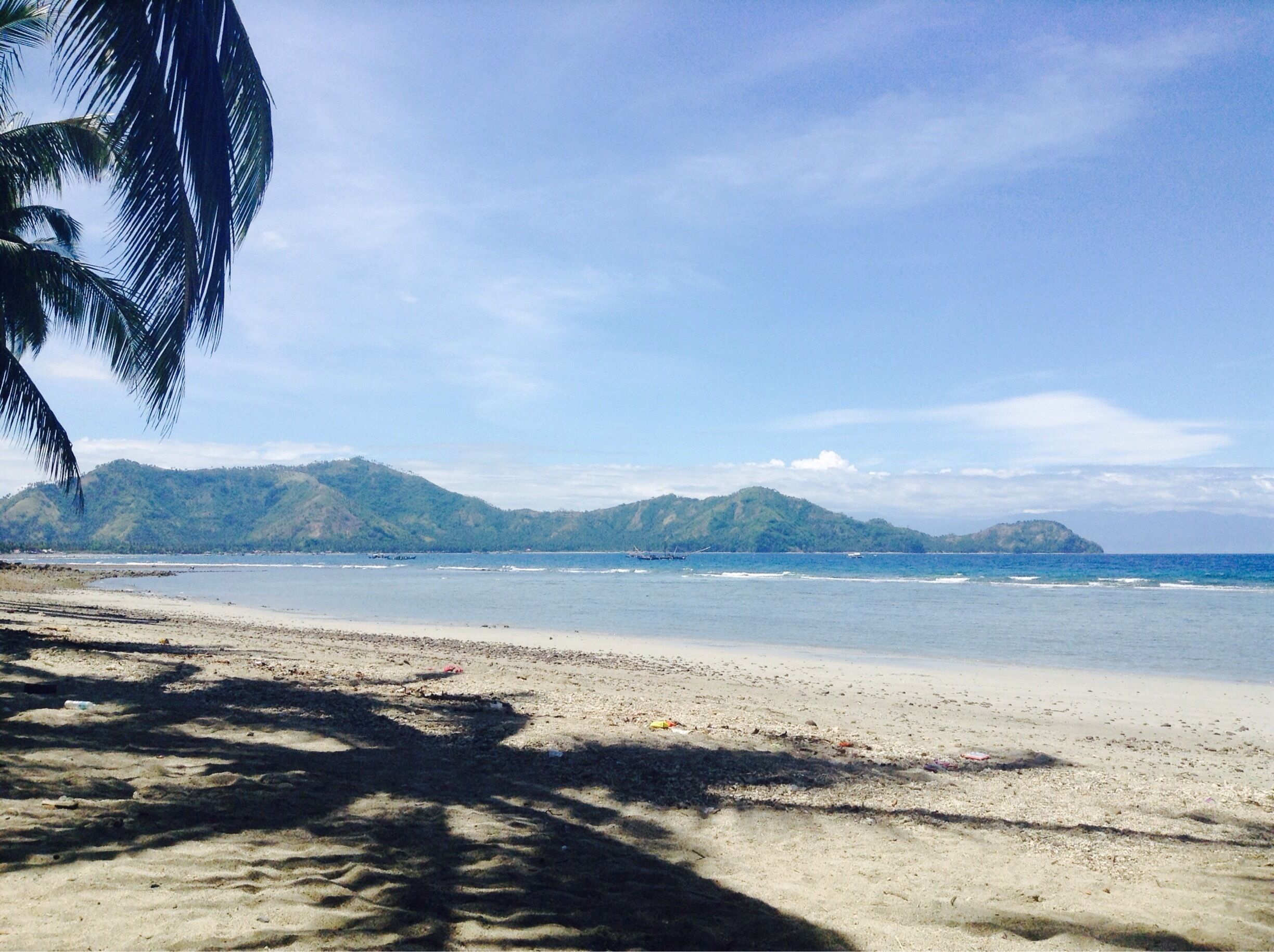 A beach with a palm tree, sandy shore, and mountains in the background.