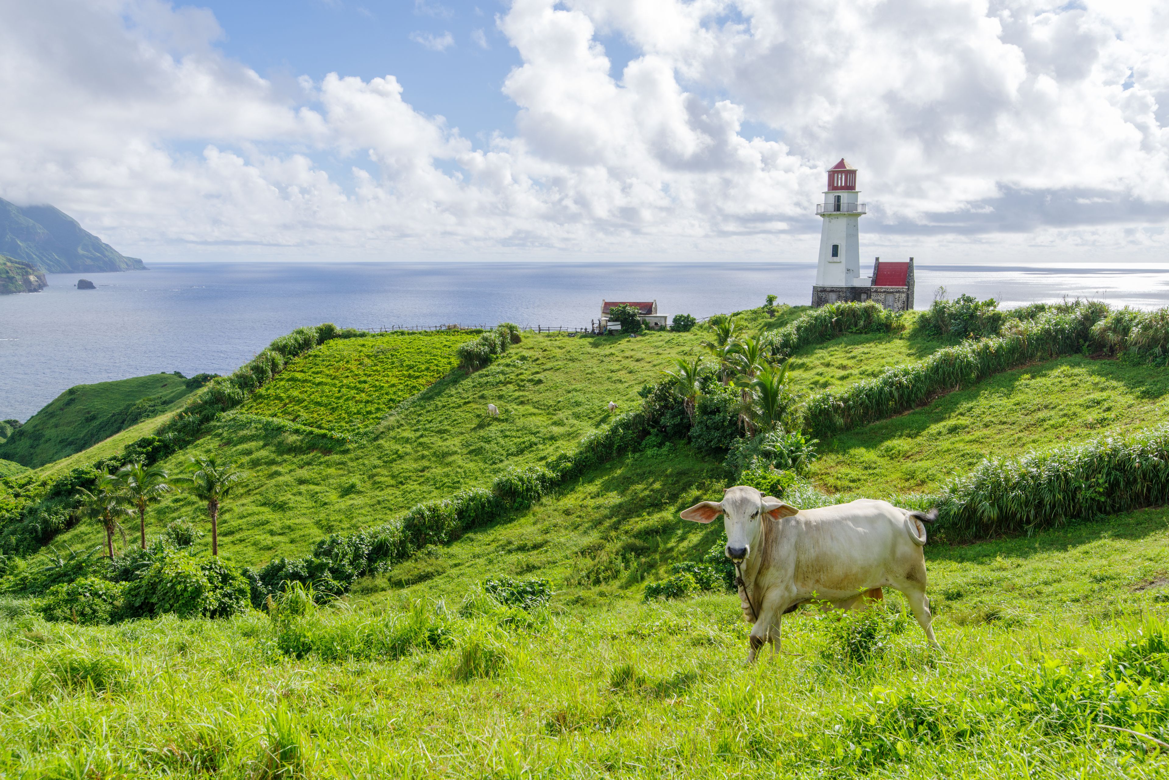 A coastal landscape with a lighthouse, lush green hills, and a cow grazing.