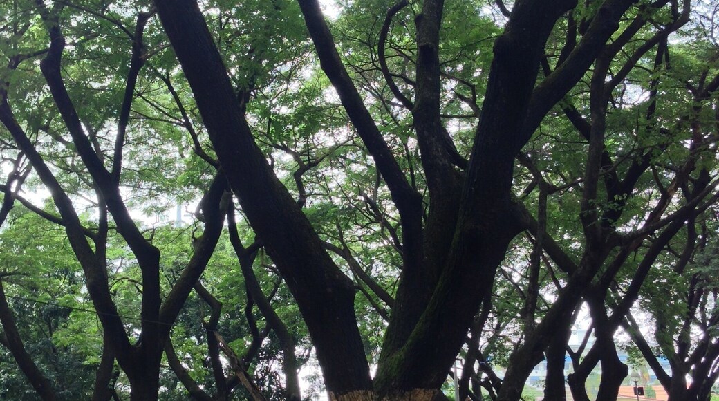 The mini forest located at the Bulacan Provincial Capitol grounds. A clean and green place is the city of Malolos. A favorite hangout place for students and group of friends. #LoveMyTown