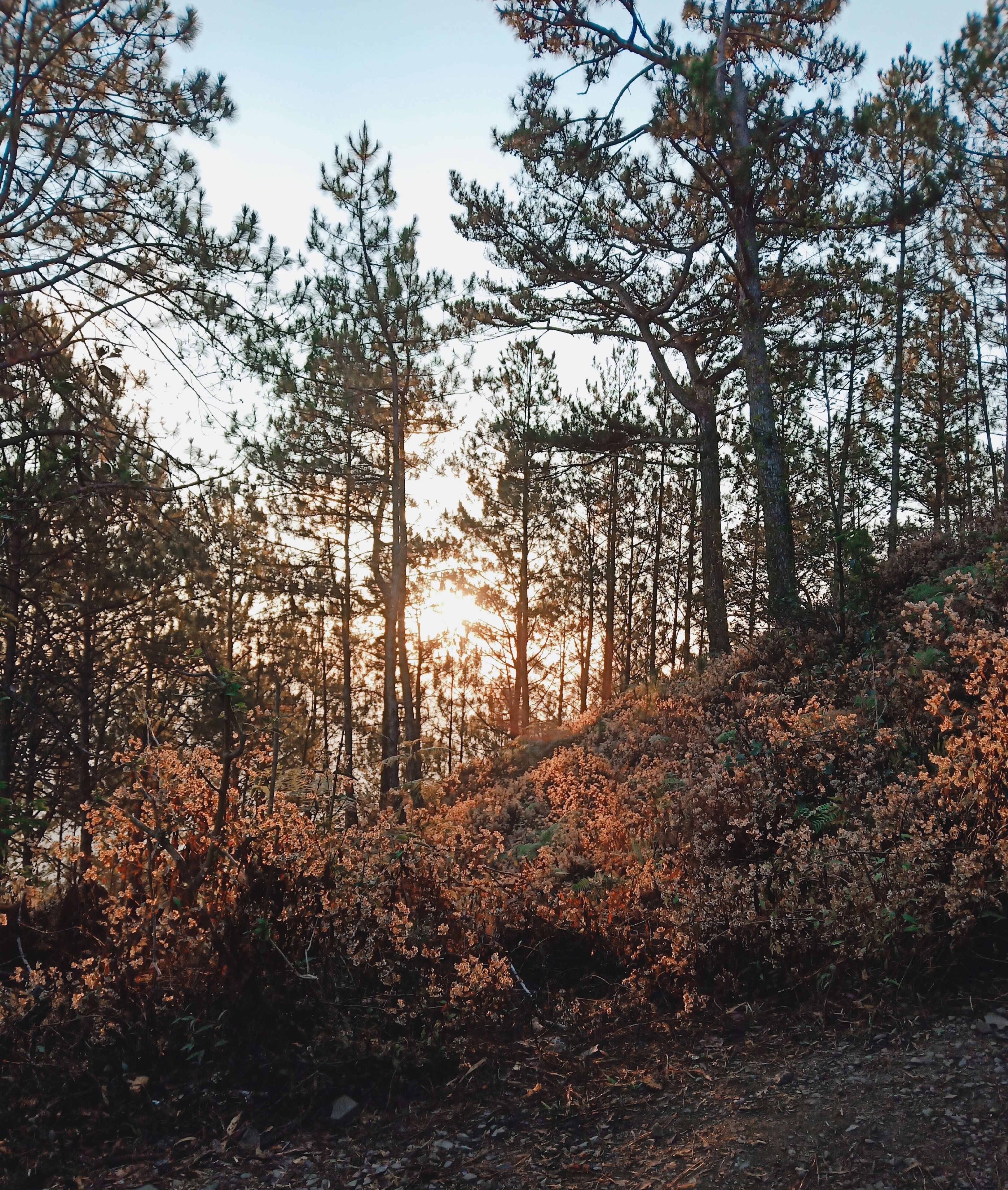 A forest with tall pine trees and a sunlit hillside.