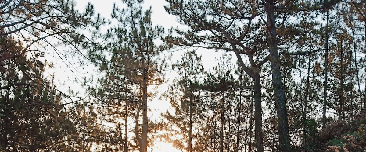 A forest with tall pine trees and a sunlit hillside.