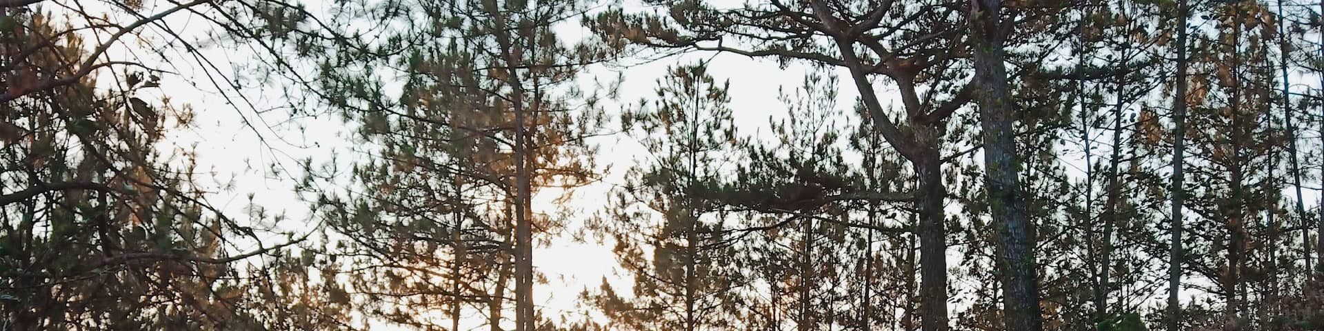 A forest with tall pine trees and a sunlit hillside.