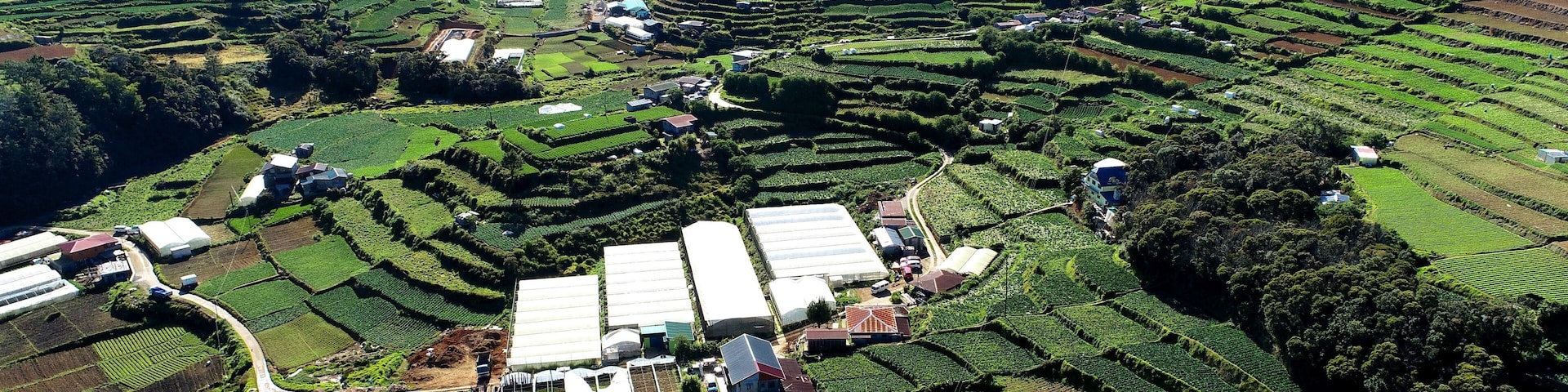 Beautiful view of houses in a green agricultural field in Atok, Benguet, Philippines
