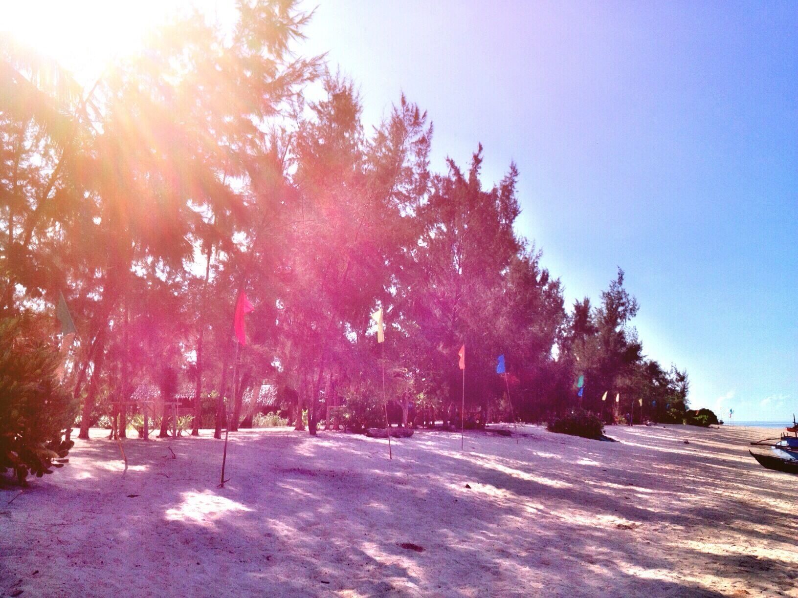 A beach with trees and flags.