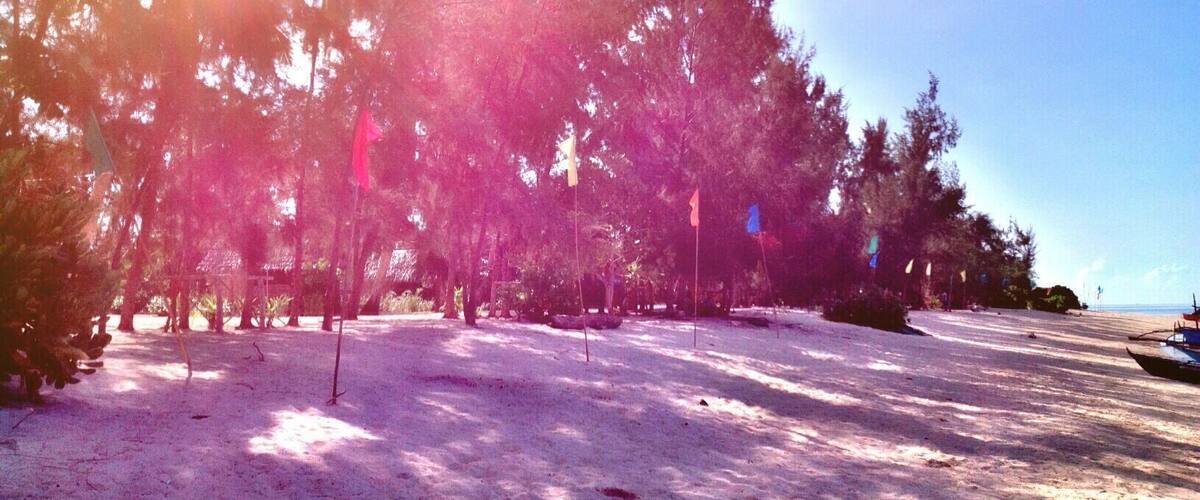 A beach with trees and flags.